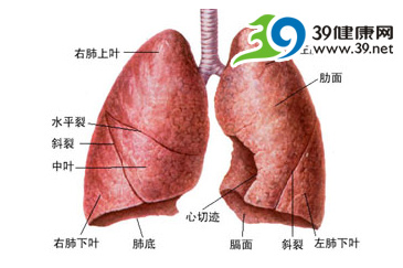 这些器官为何容易得癌症？